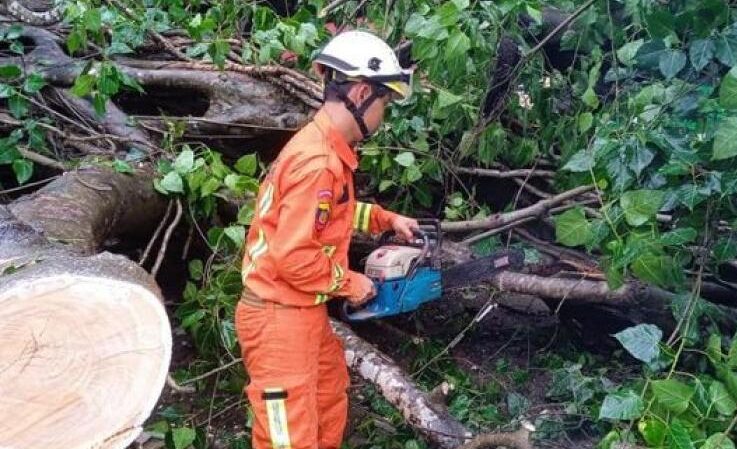 A banyan tree at the base of Kim Moon Camp on the foothills of Kyut Thiro Mountain was uprooted and fell as a result of heavy winds and torrential rains bringing down electricity lines and a storeroom e1720895869911